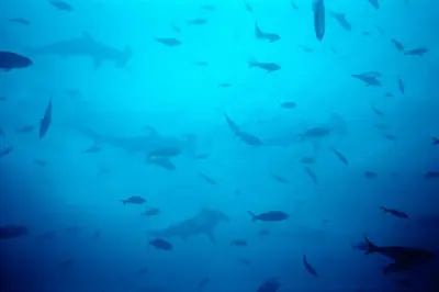 Hammerhead Shark: The Scalloped Icon of Galápagos Diving