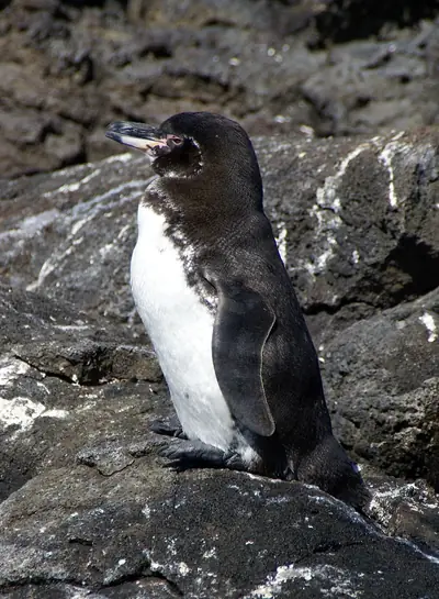 How to Get to Galápagos: Flights, Airlines and Fares (2026)