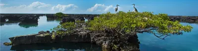 Isabela Island, Galápagos: Volcanoes, Penguins, and the Wild West