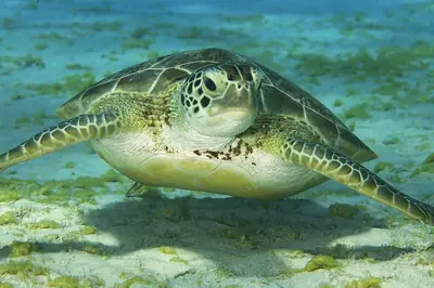 Las Bachas Beach: Turtle Nesting on Santa Cruz's North Shore