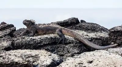 Galápagos Marine Iguana: The Only Sea-Going Lizard on Earth