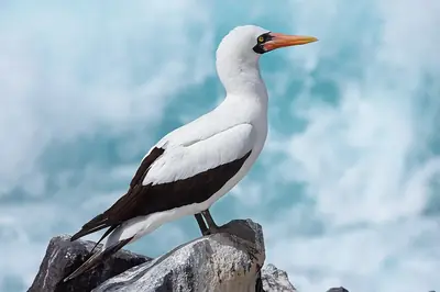 Nazca Booby: The Masked Booby of the Cliffs