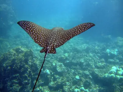 Rays of Galápagos (Manta, Eagle, Mobula)
