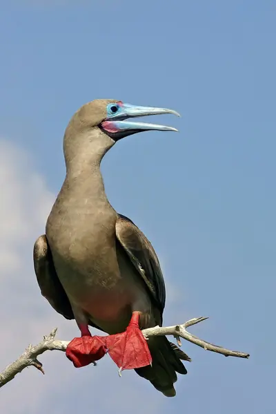 Red-footed Booby: The Tree-Nesting Booby of Genovesa