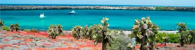 Santa Fe Island, Galápagos: The Oldest Island, and Its Own Iguana