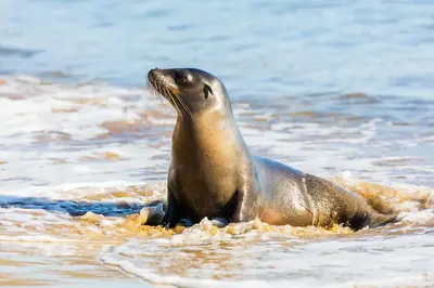 Surfing in Galápagos: Breaks, Boards and Rules