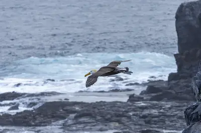 Waved Albatross: The Galápagos Giant of the Sky