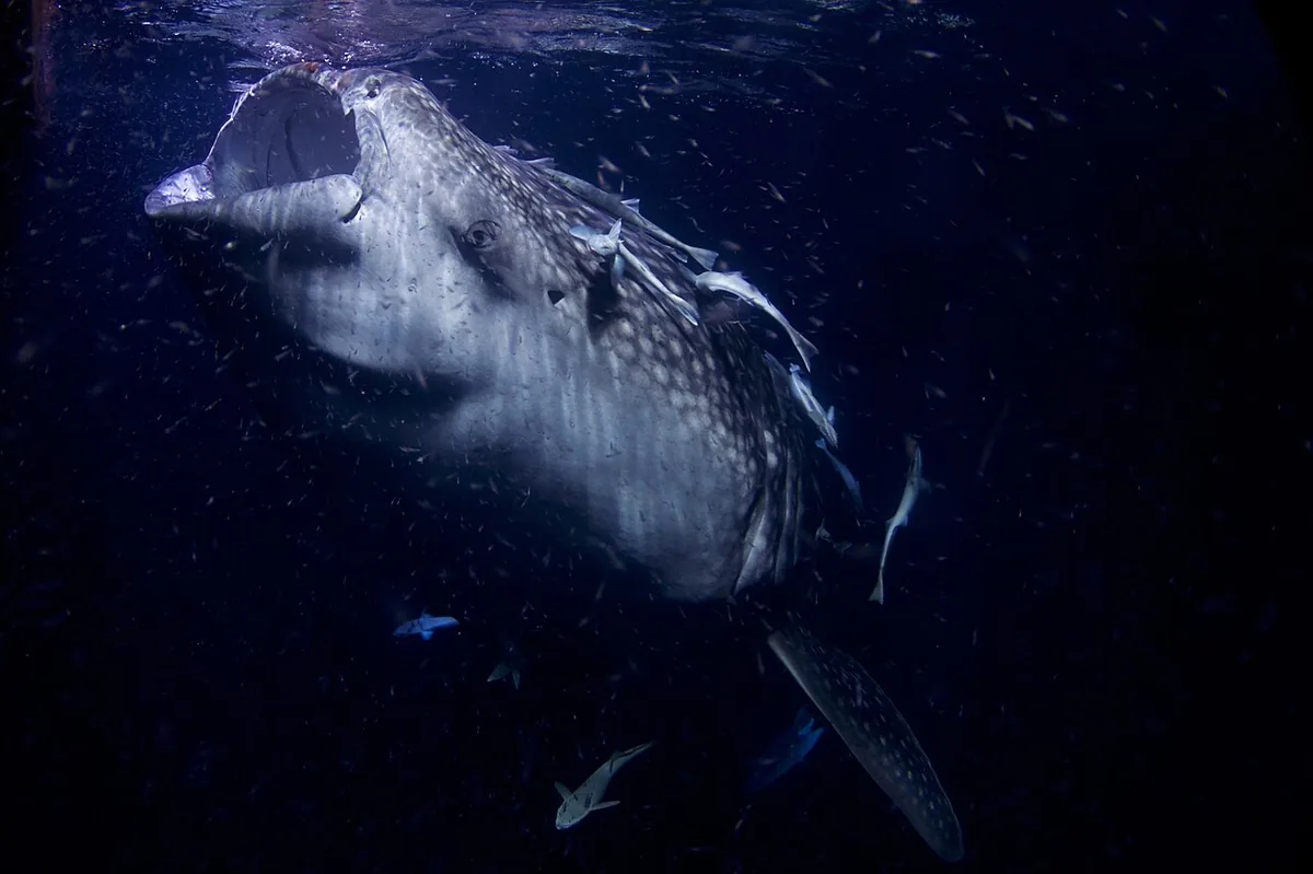 Los tiburones ballena pasan por Darwin de junio a noviembre, casi todos hembras grandes