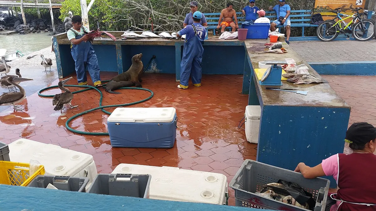 What to Eat in Galápagos: Brujo, Lobster and Local Fish