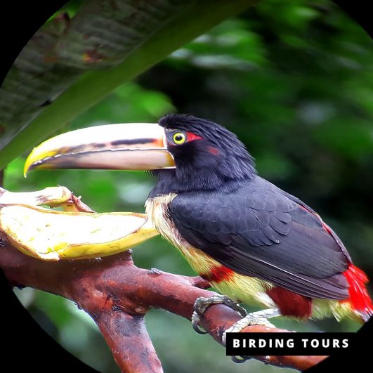 Mindo | Special Birding Tour – 4 days
