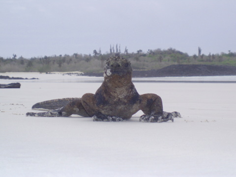 Galapagos Iguana