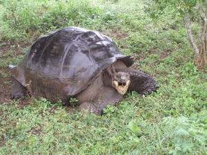 Galapagos Tortoise