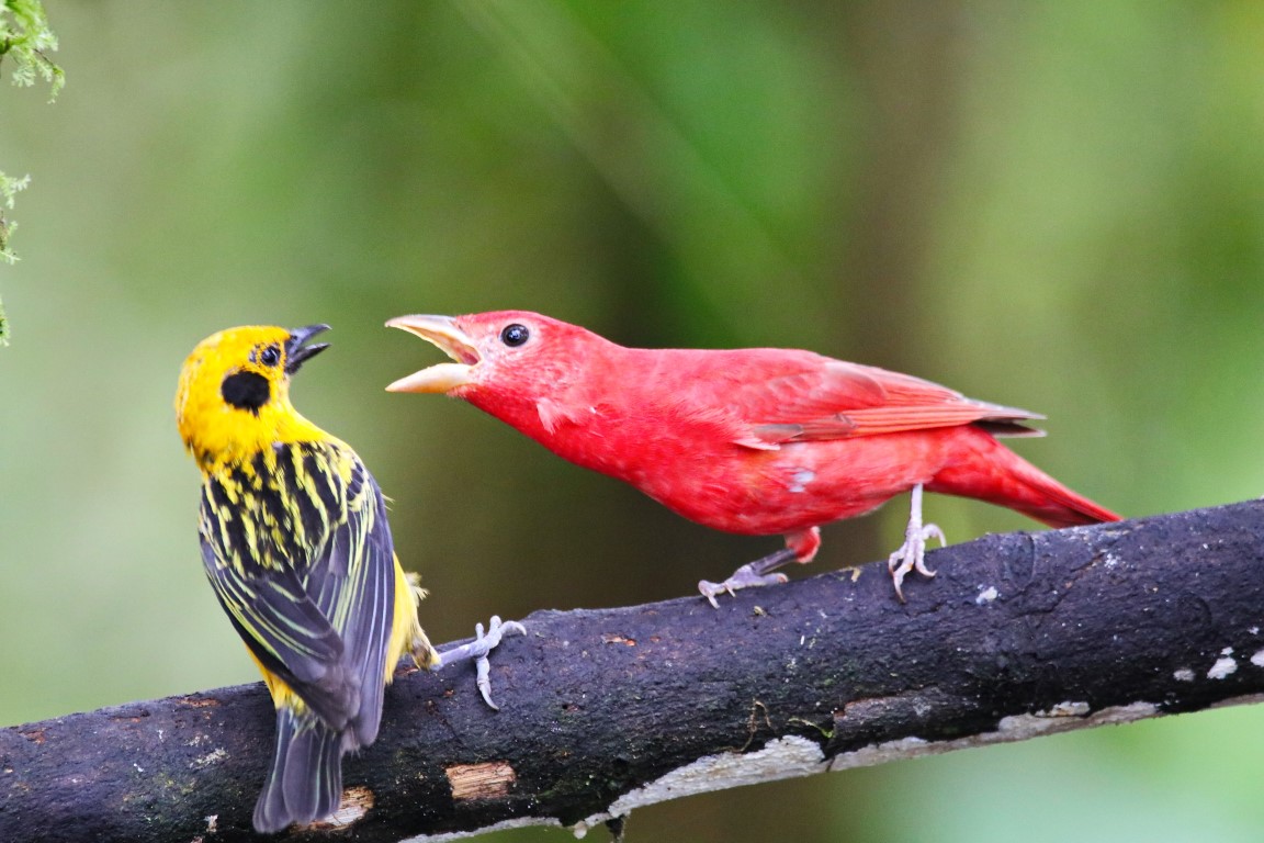 tropical birding tours ecuador