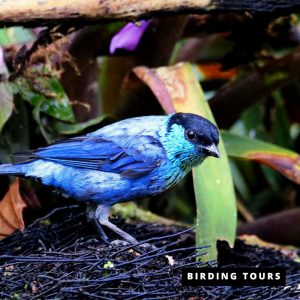 Superior Birding Tour 5 days -