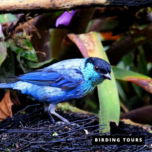 Mindo | Superior Birding Tour – 5 days