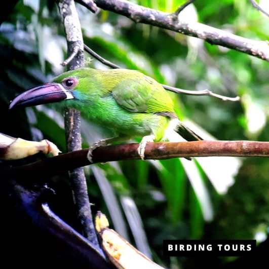 Limoncocha Biological Reserve & Harpy Eagle Birding Tour