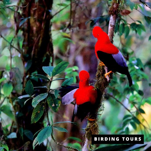 Best of Ecuador & Colombia | Birding Tour – 20 days