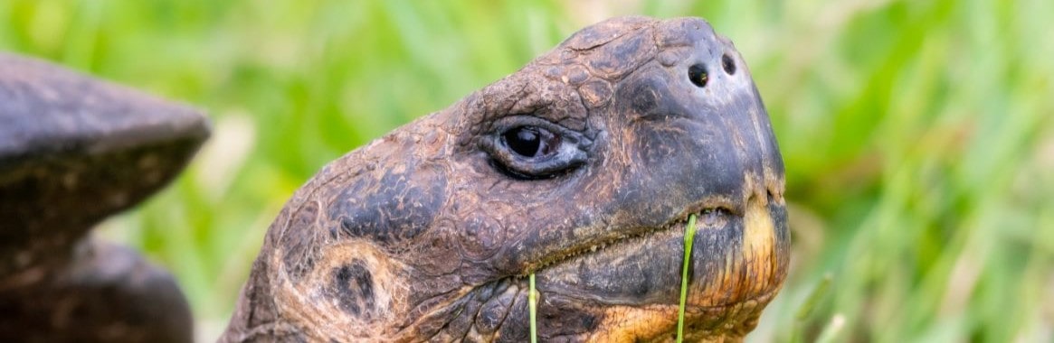 tortoise galapagos - tortoise galapagos -