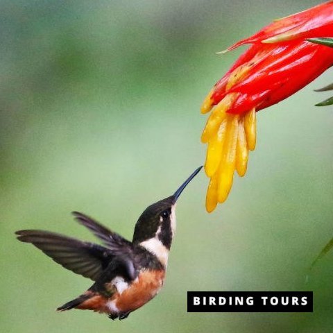 Ecuador | Choco Andino Bird Photography Tour – 7 days