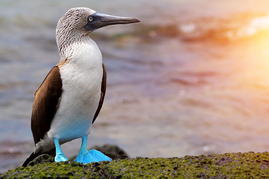 galapagos-birds