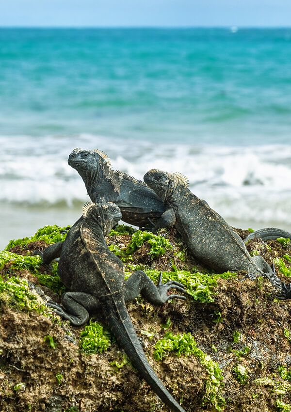 mindo forest galapagos wildlife -