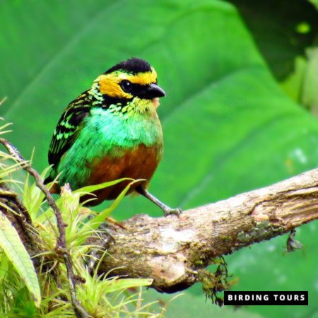 Golden-eared Tanager-dana