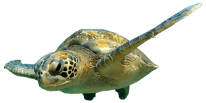 galapagos-sea-turtule