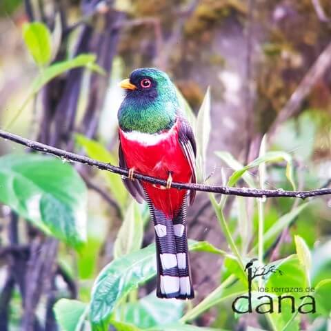 17 Masked Trogon Male -