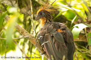 Sani Lodge Hoatzin 2 - Dana Tours Hoatzin (Amazon), photographed by David Brito