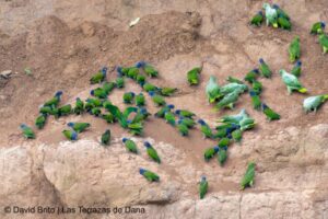 Sani Lodge Mealy Parrot Blue headed Parrot 2 - Dana Tours Mealy and Blue-headed Parrots (Amazon), photographed by David Brito