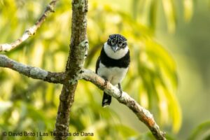 Sani Lodge Pied Puffbird 1 - Dana Tours Pied Puffbird (Amazon), photographed by David Brito