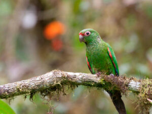 El Oro Parakeet - Dana Tours El Oro Parakeet, photographed by David Brito