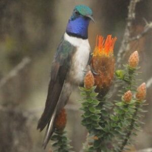 Blue throated Hillstar 3 - Dana Tours Blue-throated Hillstar, photographed by David Brito