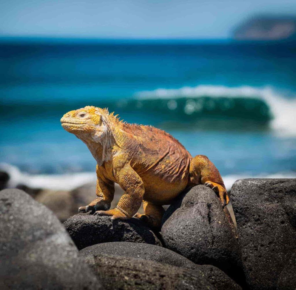 Galapagos Islands Iguana - Galapagos Islands Iguana