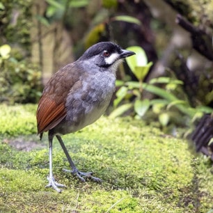 Jocotoco Antpitta