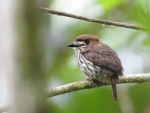 Lanceolated Monklet - Dana Tours Lanceolated Monklet, photographed by David Brito