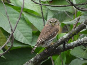 Peruvian Pygmy Owl - Dana Tours Peruvian Pygmy-Owl, photographed by David Brito