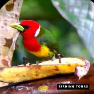 Red Headed Barbet