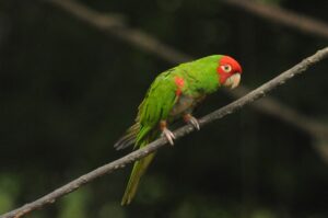 Red masked Parakeet - Dana Tours Red-masked Parakeet, photographed by David Brito