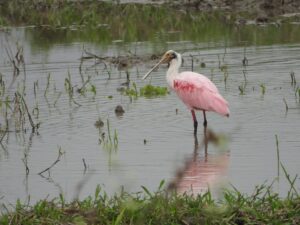 Roseate Spoonbill - Dana Tours Roseate Spoonbill, photographed by David Brito