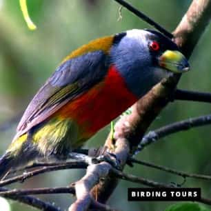 Toucan Barbet Tandayapa -