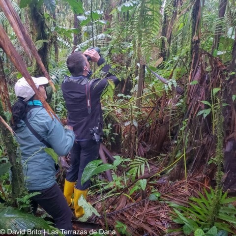 Birding in Ecuador