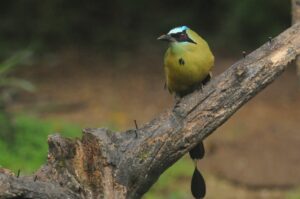 Whooping Motmot - Dana Tours Whooping Motmot, photographed by David Brito