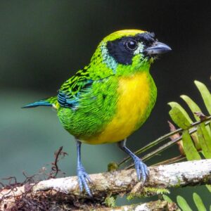 Green and gold Tanager - Dana Tours Green-and-gold Tanager, photographed by David Brito