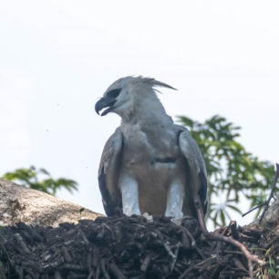 Harpy Eagle