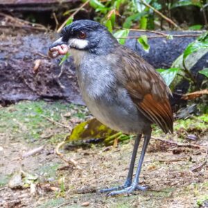 Jocotoco Antpitta - Dana Tours Jocotoco Antpitta, photographed by David Brito