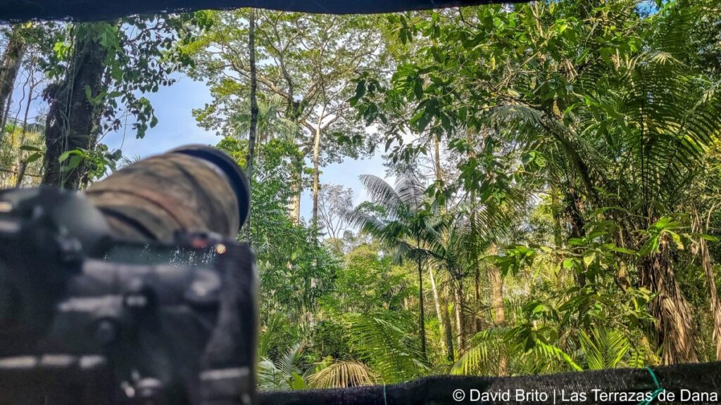 Limoncocha Reserve Harpy Eagle Hide 2