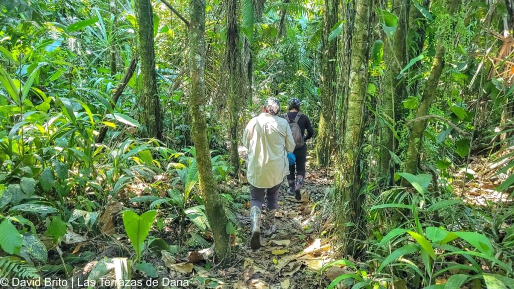 Limoncocha Reserve Harpy Eagle Trail 1