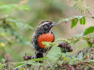 Peruvian Meadowlark - Dana Tours Peruvian Meadowlark, photographed by David Brito