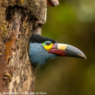 Plate-billed Mountain-Toucan